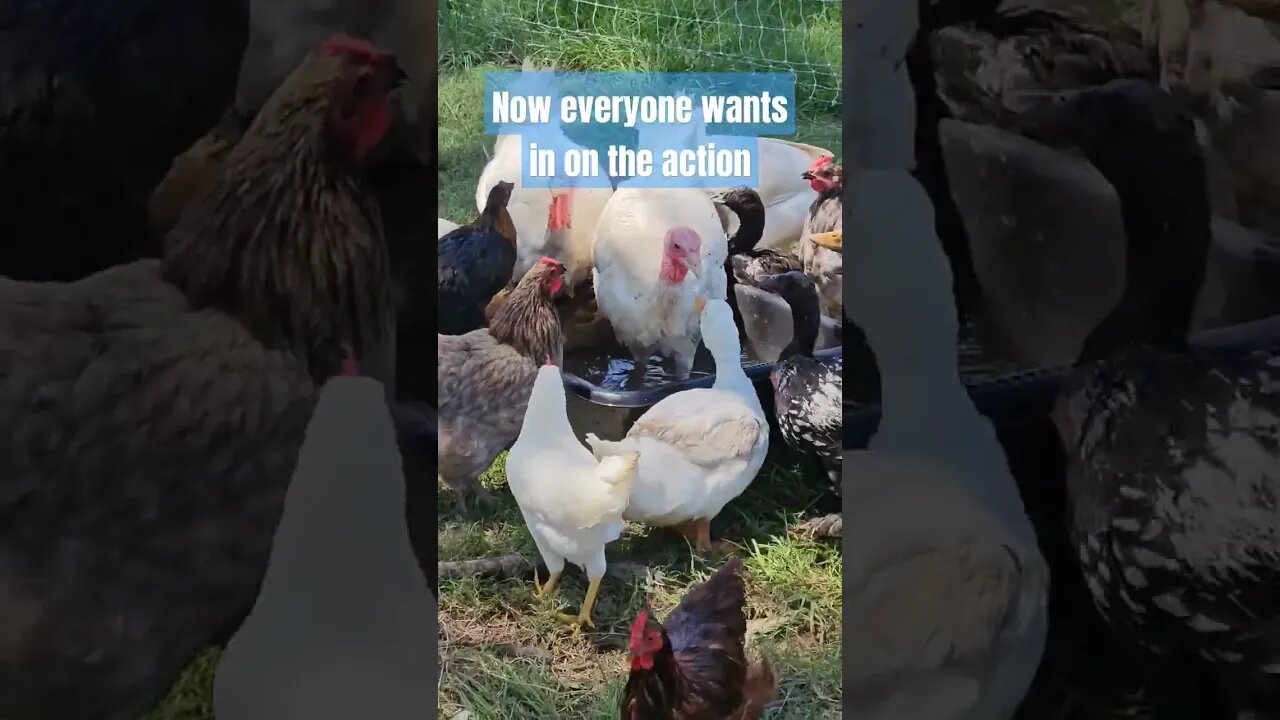 fowl check! #duck #turkey #chicken #farm #homestead #video #shorts #short