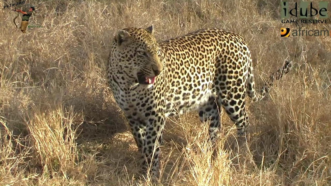 Leopard And Cub - Life Outside The Bushcamp - 36: Distracting A Dominant Male