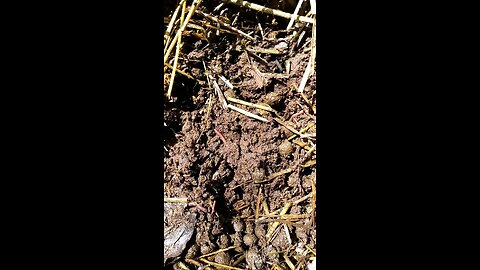 Secrets of the Rabbit Manure