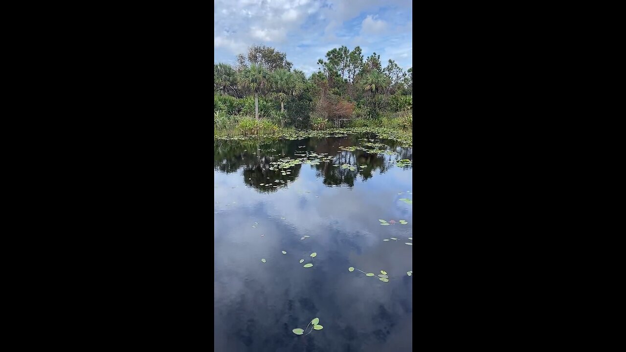 Baby Turtle Follows Idol 😆 #Turtle #BabyTurtle #Naples #FreedomPark #LiveStream #tiktoklive