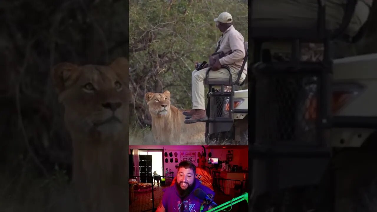 Lion sees a tasty man animal