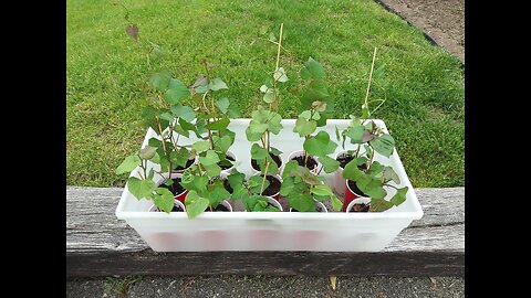 Planting Sweet Potato Slips 5/6/23