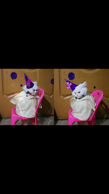 Kitten Wishing You Happy New Year 2021