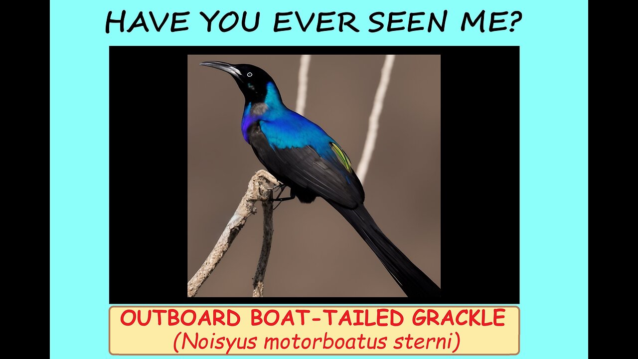 Outboard Boat-tailed Grackle: BS Guide to Non-Existent Birds. Specimen #2. Artificial (AI) Pet Birds