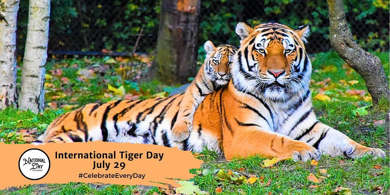 INTERNATIONAL TIGER DAY