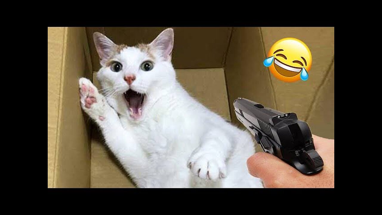 Funny animals reaction 🤣 USA,India's viral videos