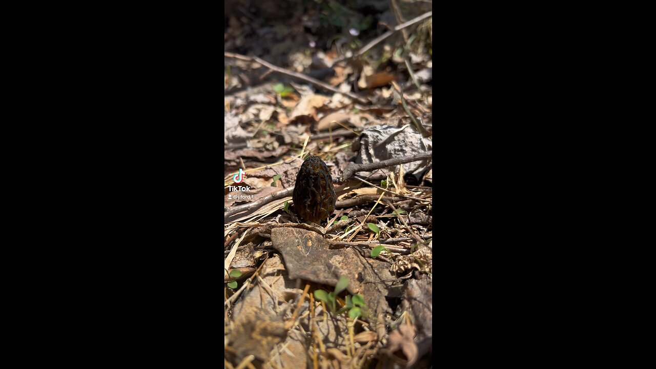 Anyone else finding any morel mushrooms yet?