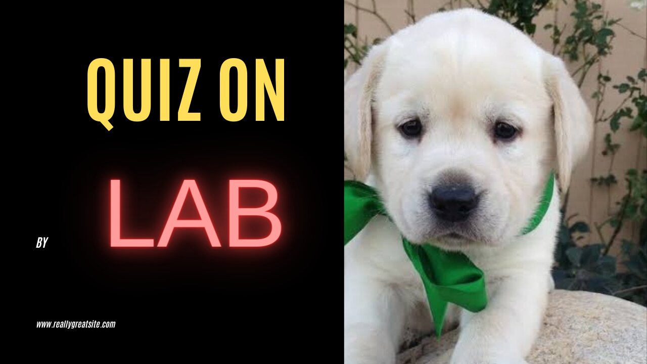 Quiz on labrador