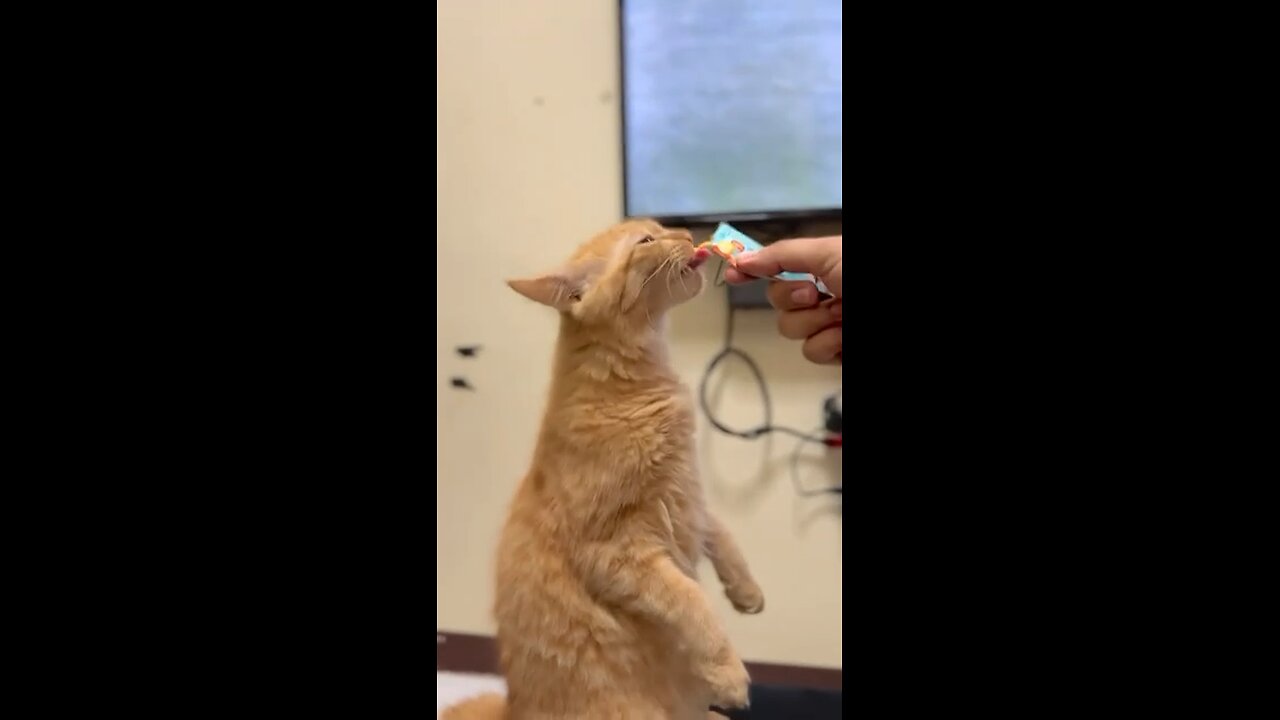 Cat with their treat