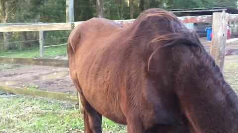 An inspection of Penny with her rug off