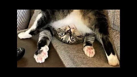 Funny animals - Funny cats dogs - Funny animal videos