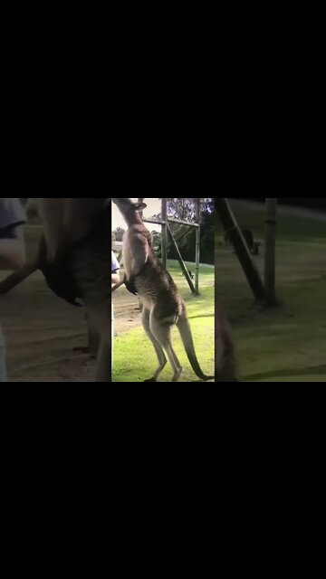 Giant Kangaroo!!!