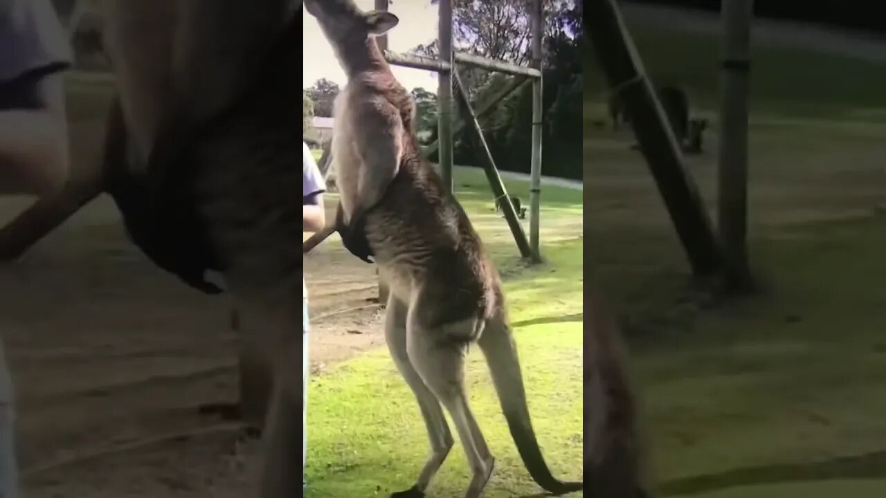 Giant Kangaroo!!!