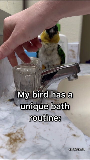 My baby bird's shower routine!