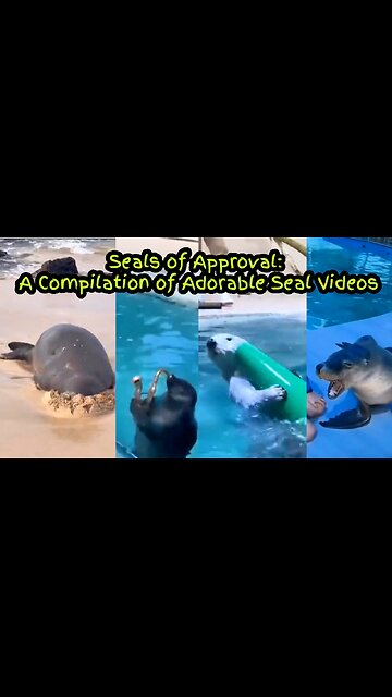 Seals of Approval: A Compilation of Adorable Seal Videos