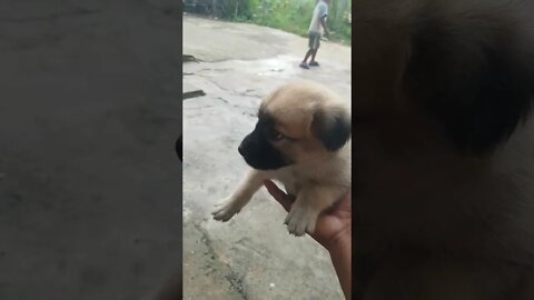 lovely puppy #shorts
