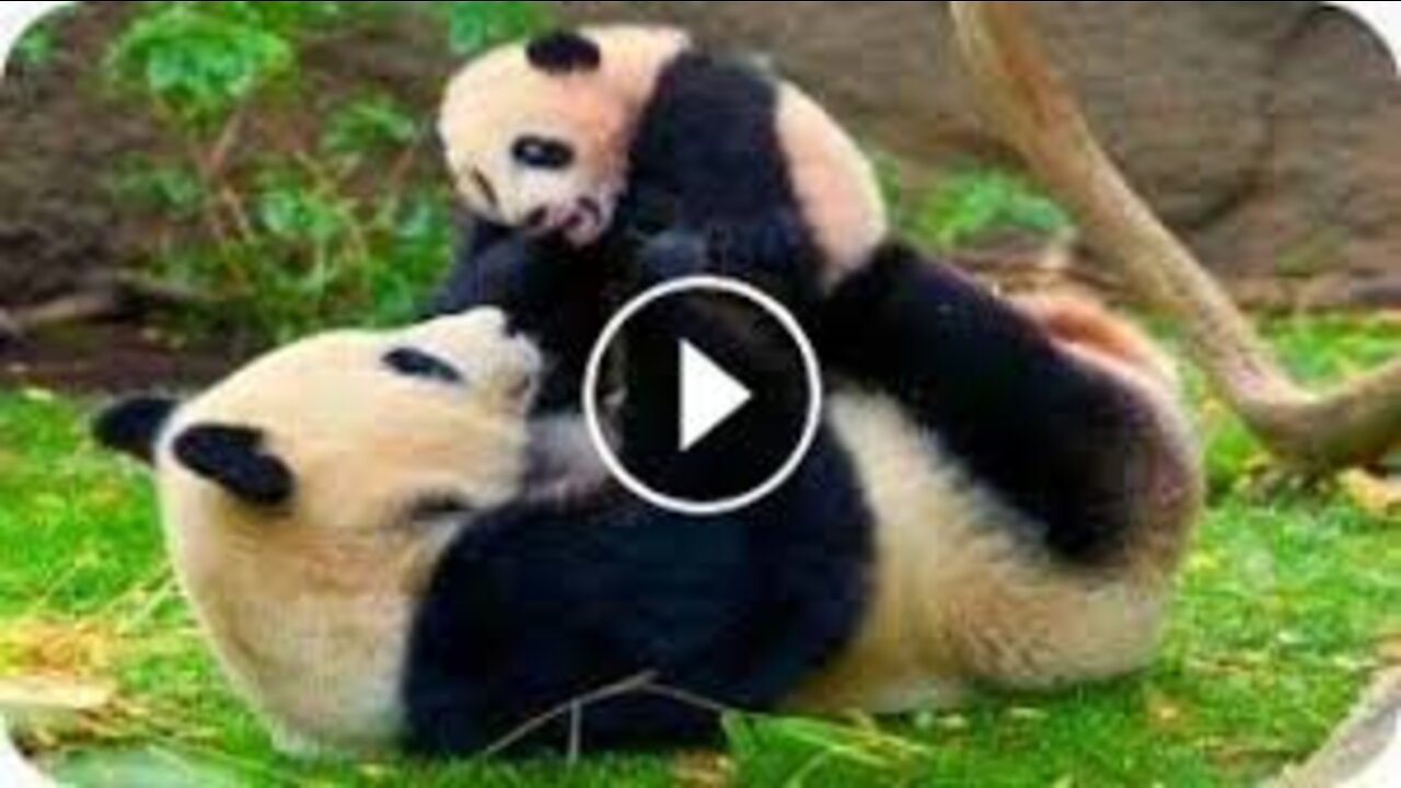 Pandas ❤️