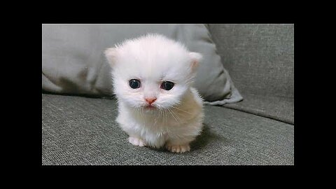 Baby Cats Funny videos Compilation