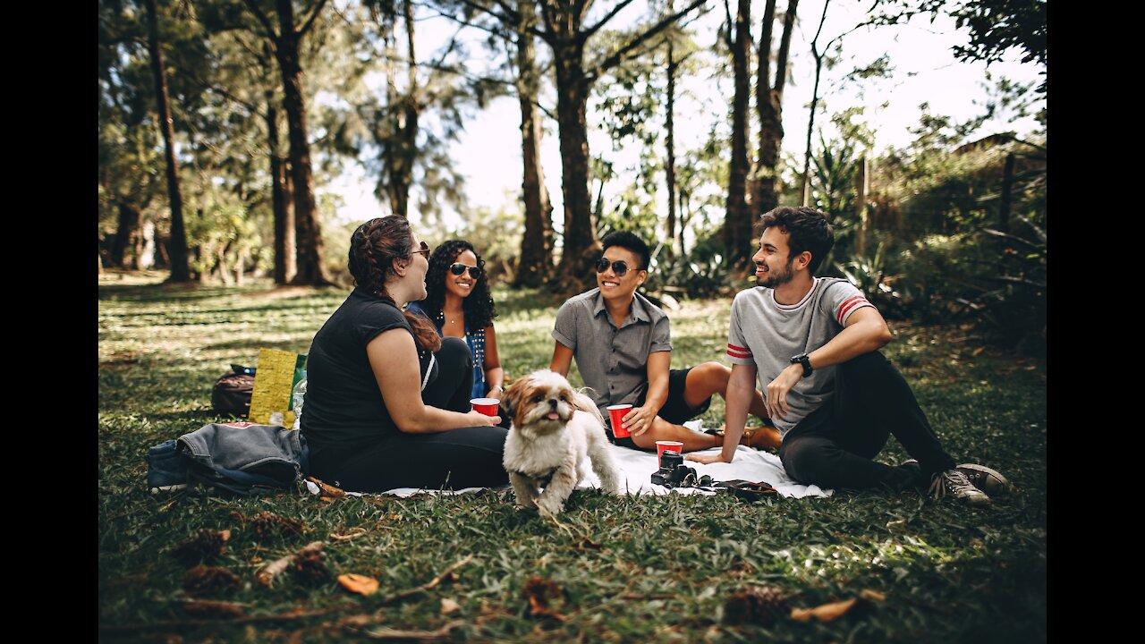 Interesting Dogs and Cats Reaction To Playing (Funny animals #133)