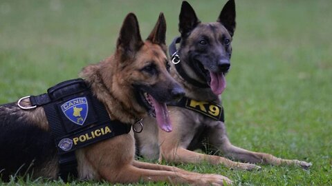 Libertarianismo - Militares, os Cães do Estado!