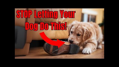 Puppy TRAINING - The FIRST 5 Things To Teach Any Puppy!