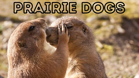 Fascinating World of Prairie Dogs