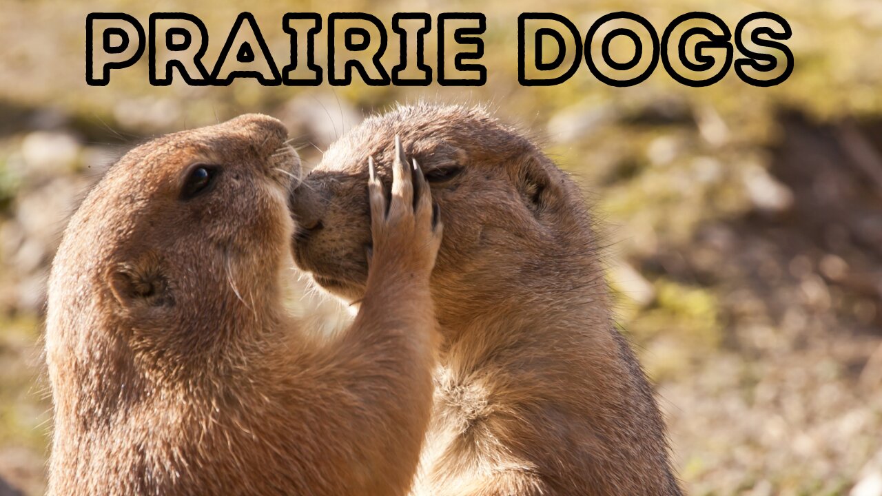 Fascinating World of Prairie Dogs