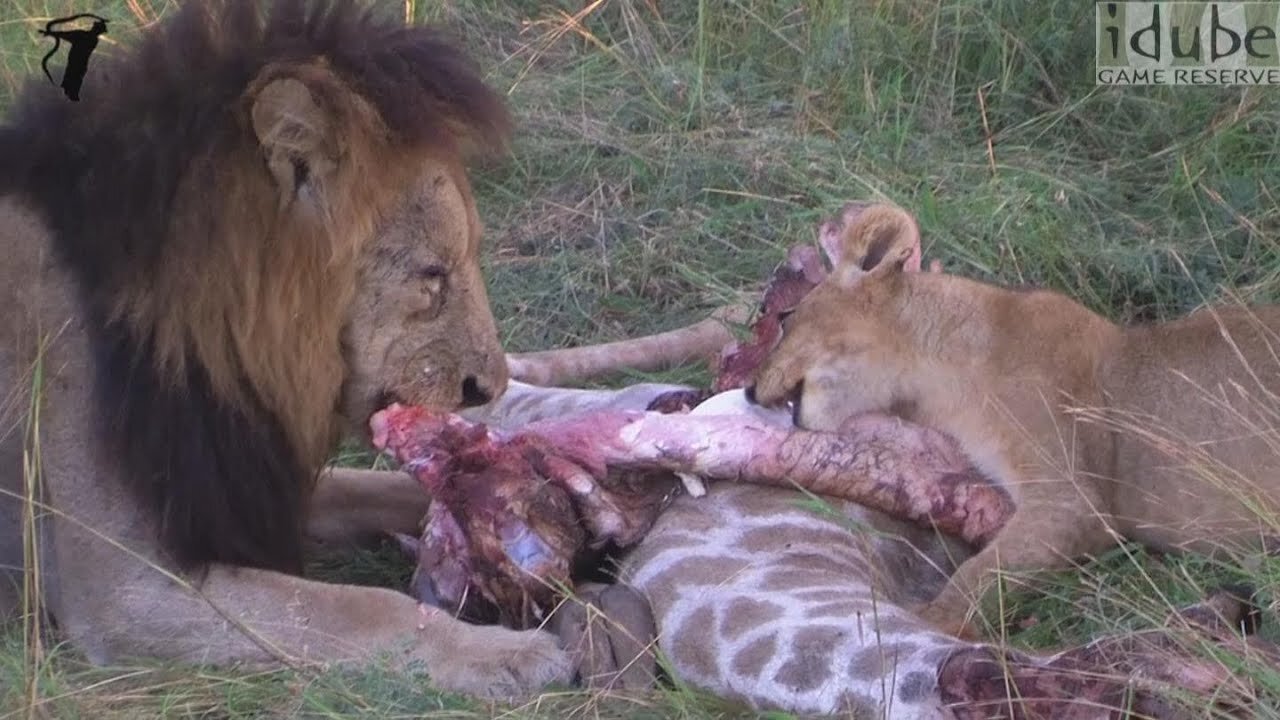 Lion Pride Eating a Giraffe