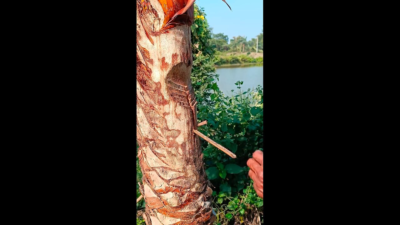 Method of extracting date palm juice from palm trees nature