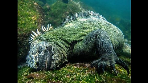 Marine Iguanas: Godzilla in the Real World | The Only Iguana That Can Dive