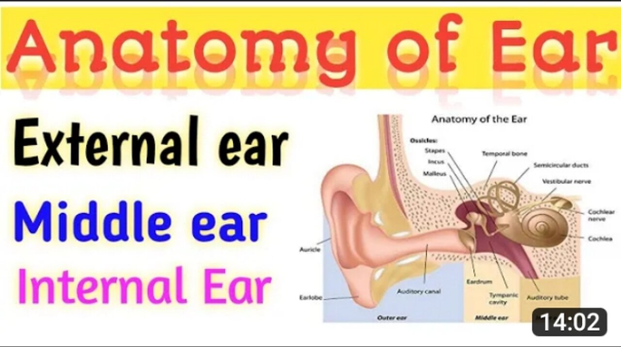 Anatomy of Human Ear 👂