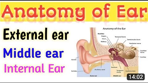 Anatomy of Human Ear 👂