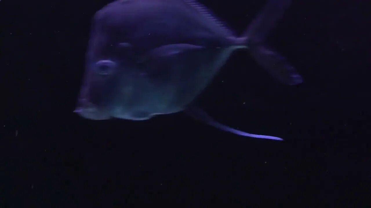 Lookdown fish in aquarium swimming