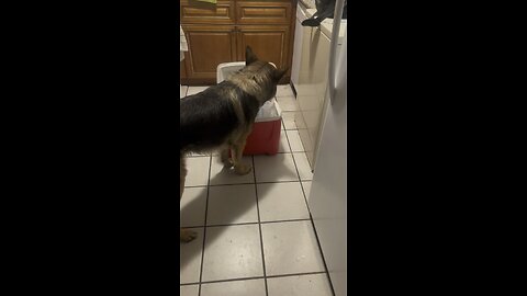 This pup loves eating ice!