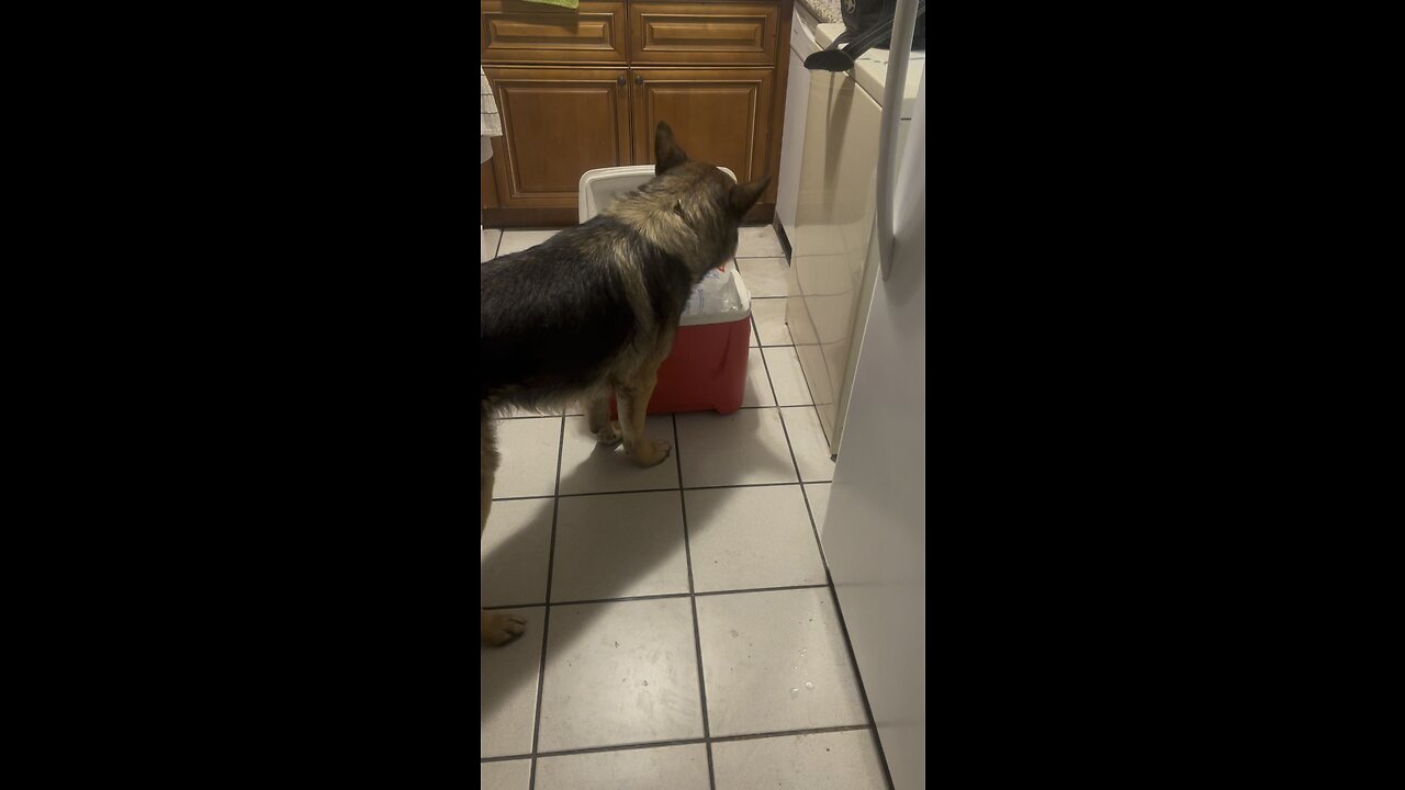 This pup loves eating ice!