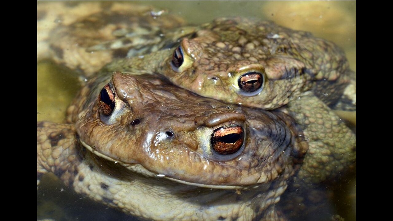 "Mother of Toads" by Clark Ashton Smith