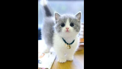 Cute cat