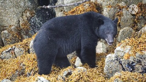 American Black Bear