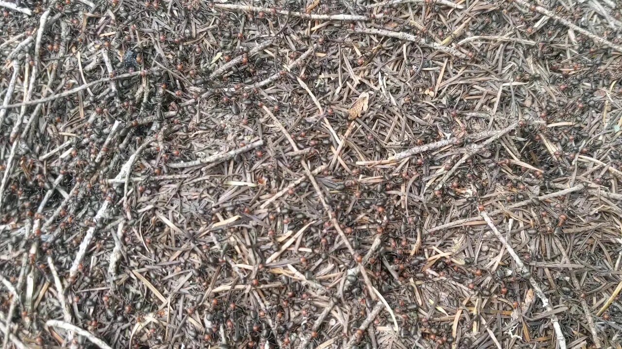 Crazy Ant Hill you can Hear in the Forest