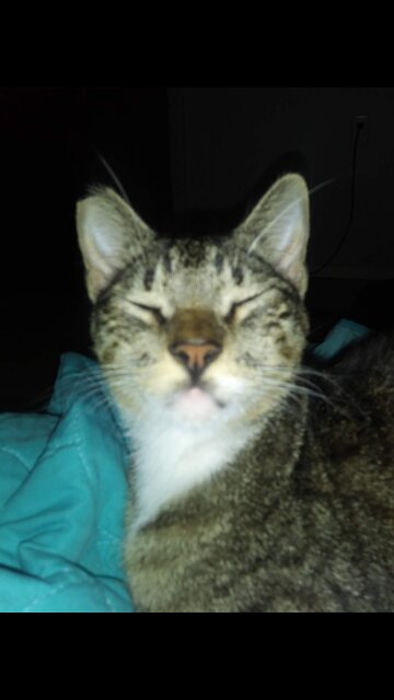 Cats having fun with party favor