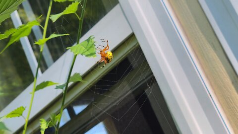 Marbled Warbler Web Spinning Pt 1