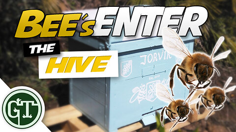 Bees Entering Empty Hive: Has a Swarm Moved In? │ Journey to Beekeeping