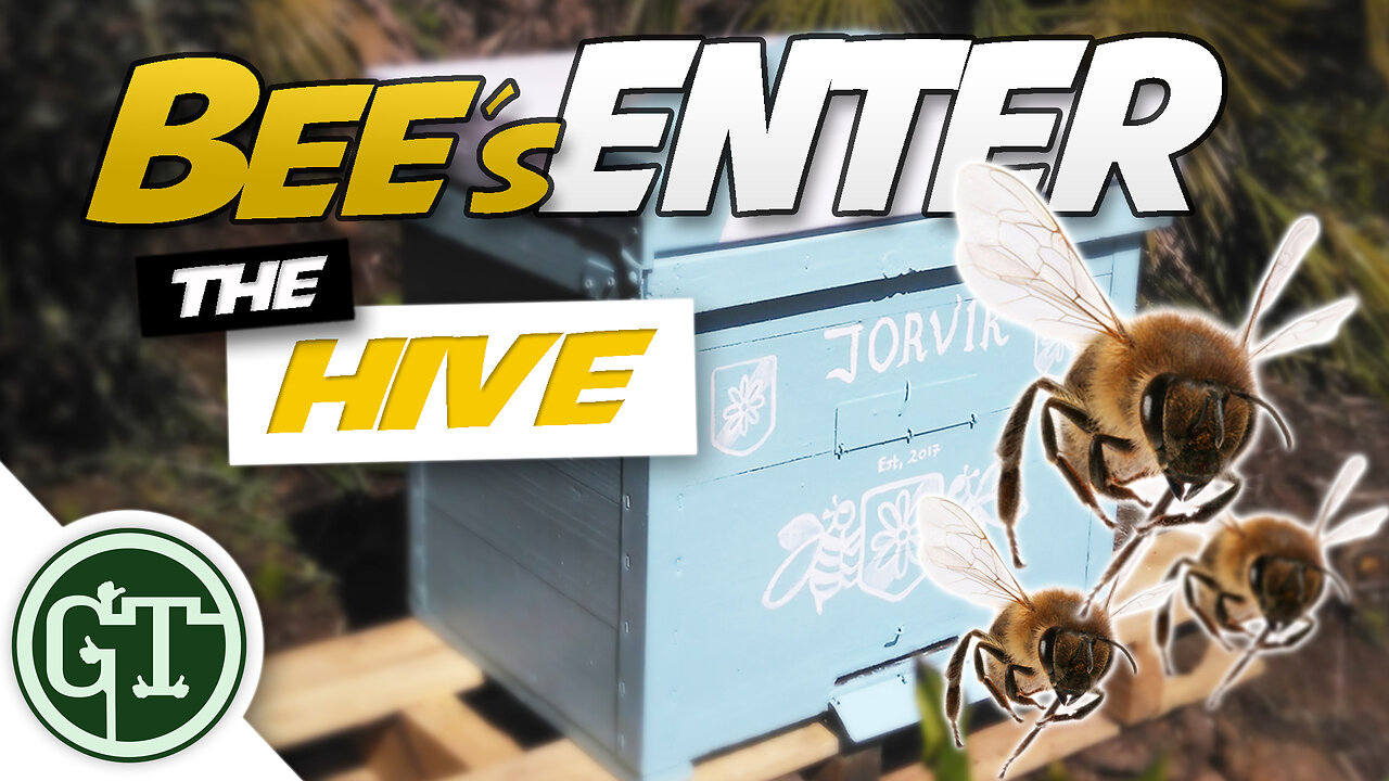 Bees Entering Empty Hive: Has a Swarm Moved In? │ Journey to Beekeeping