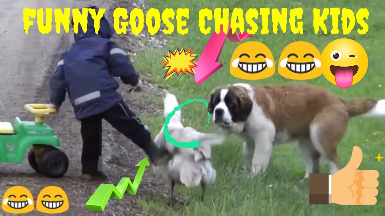 Funny Goose Chasing Kids Compilationll Funny Babies and Pets