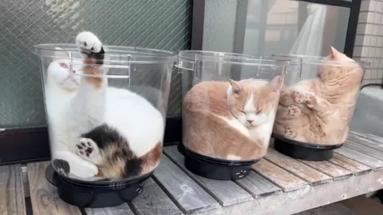 Soft Serve Kitty .relax