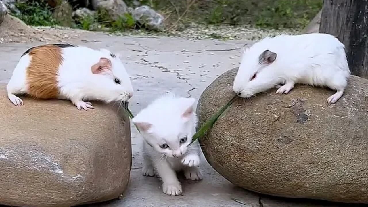 ...Cute scene of cat and guinea pig