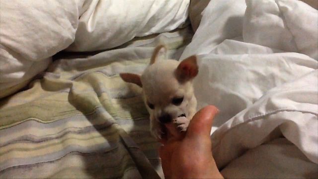 A tiny puppy engages in a wrestling match. His opponent will make you smile!