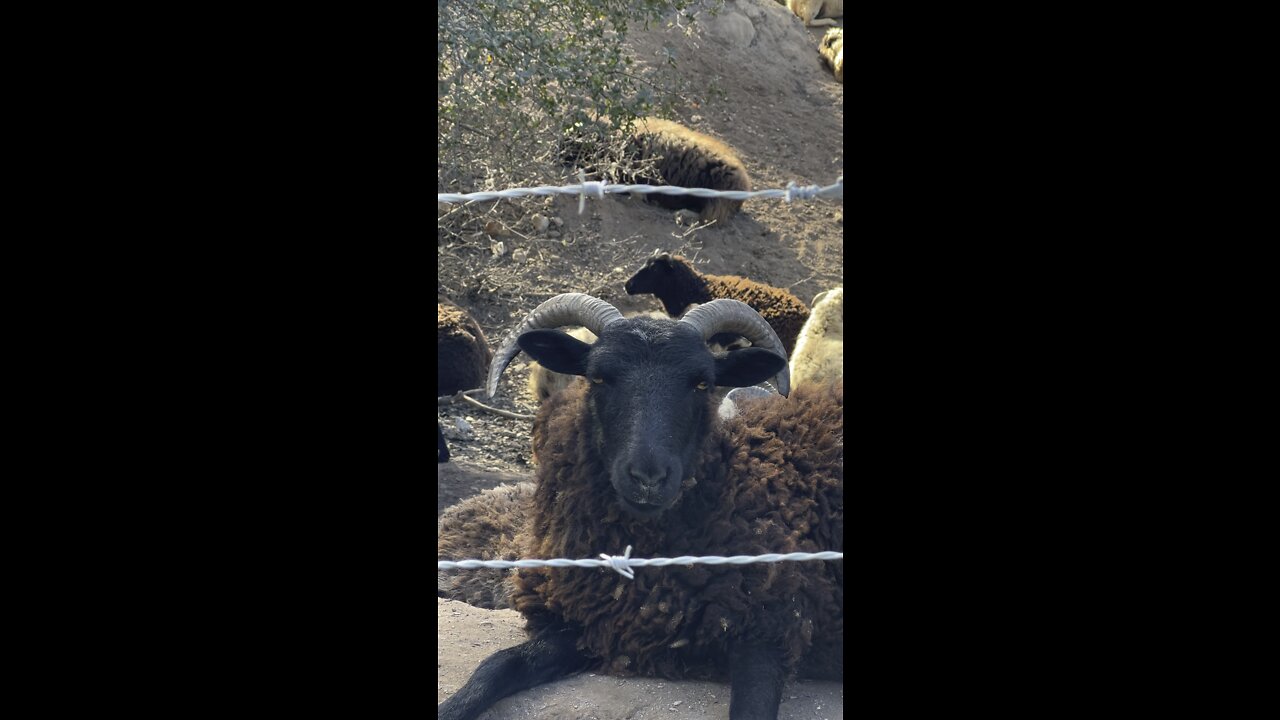 Ram Just Chillin and Chewin