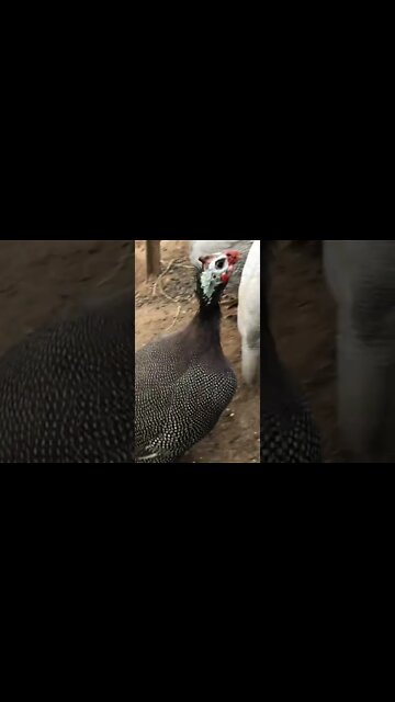 Female guinea fowl missed owner when she went away for one night 💕