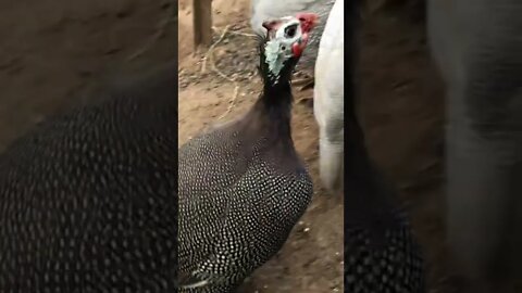 Female guinea fowl missed owner when she went away for one night 💕